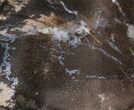 Polished Petrified Palmwood - Wyoming #42142-1